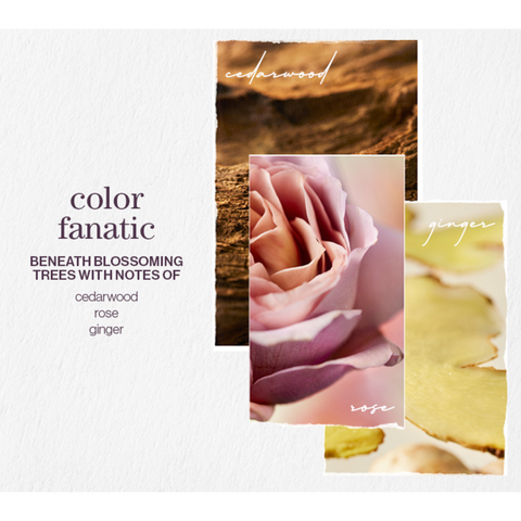 VAPORISATEUR SANS RINÇAGE MULTI-FONCTION COLOR FANATIC