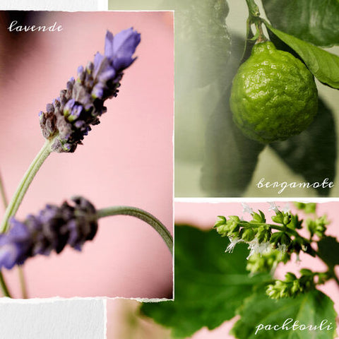 Shampooing Hydrate Sheer