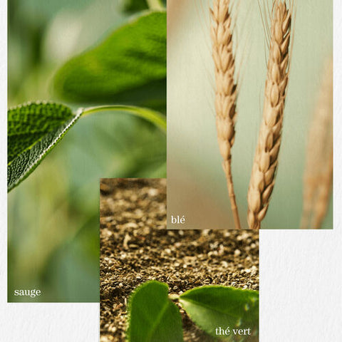 Revitalisant Hydrate Sheer