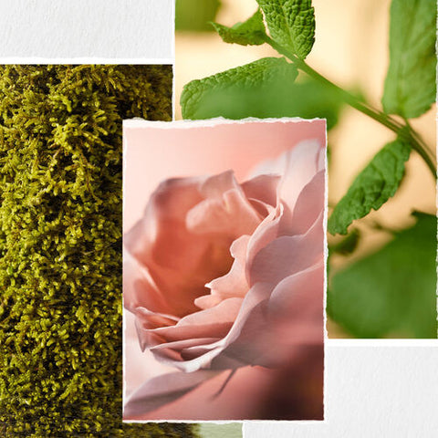 Revitalisant Hydrate Sheer